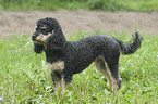 Miniature poodle