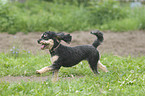 running Miniature poodle