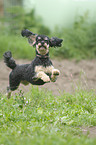running Miniature poodle