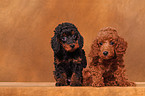 Miniature Poodle Puppies
