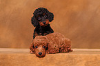Miniature Poodle Puppies