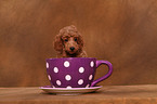 Miniature Poodle Puppy
