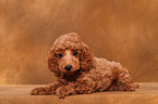 Miniature Poodle Puppy