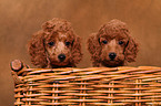 Miniature Poodle Puppies