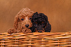 Miniature Poodle Puppies