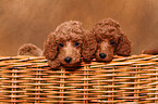 Miniature Poodle Puppies