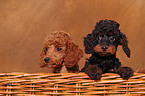 Miniature Poodle Puppies