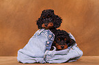 Miniature Poodle Puppies