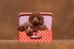 Miniature Poodle Puppies