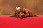Miniature Poodle Puppy