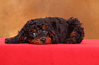 Miniature Poodle Puppy