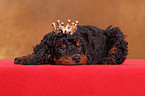 Miniature Poodle Puppy