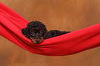 Miniature Poodle Puppy