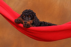 Miniature Poodle Puppy
