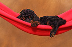 Miniature Poodle Puppy