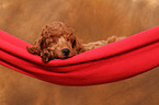 Miniature Poodle Puppy