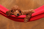 Miniature Poodle Puppy