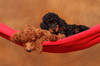 Miniature Poodle Puppies