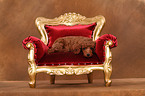 Miniature Poodle Puppy