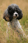 Miniature Poodle Portrait