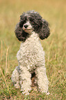 Miniature Poodle