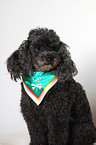 Miniature Poodle Portrait