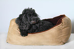 Miniature Poodle