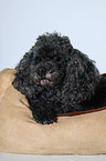 Miniature Poodle
