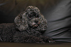 Miniature Poodle