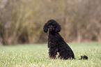 Miniature Poodle