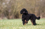 Miniature Poodle