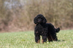 Miniature Poodle