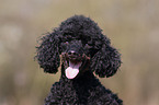 Miniature Poodle