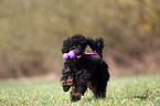 Miniature Poodle