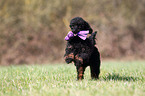 Miniature Poodle