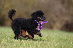 Miniature Poodle