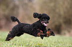Miniature Poodle