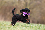 Miniature Poodle