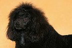 Miniature Poodle Portrait