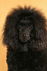 Miniature Poodle Portrait