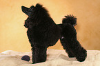 standing Miniature Poodle