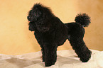 standing Miniature Poodle
