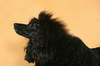 Miniature Poodle Portrait