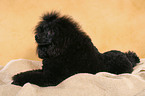 lying Miniature Poodle