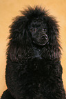 Miniature Poodle Portrait