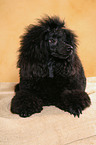 lying Miniature Poodle