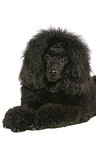 lying Miniature Poodle