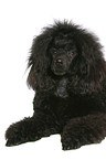 lying Miniature Poodle