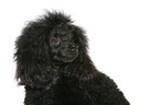 Miniature Poodle Portrait