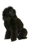 sitting Miniature Poodle